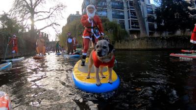 Dog on a stand-up paddleboard