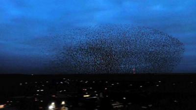 Starlings murmuration