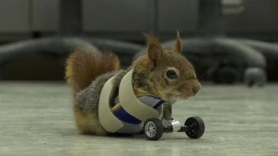 Karamel, the squirrel on wheels