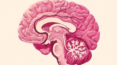 Cross section of a brain