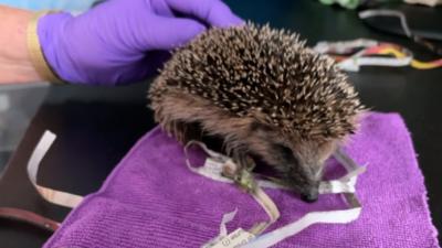 Baby hedgehog