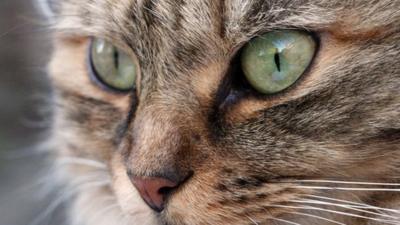 Close-up of the face of a cat