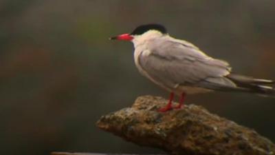 Tern