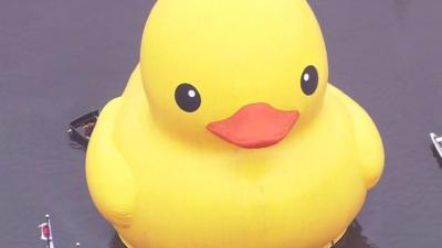 Giant rubber duck