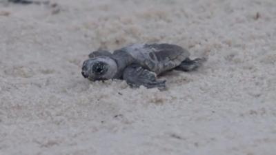 Turtle on beach in Mississippi