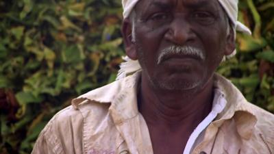 Tobacco farmer