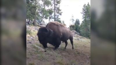 Bison at Yellowstone