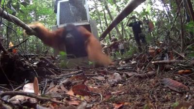 Orangutan being freed from cage
