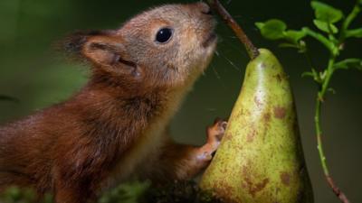 A baby squirrel next to a pear