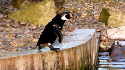 The zoo has over 2,000 animals