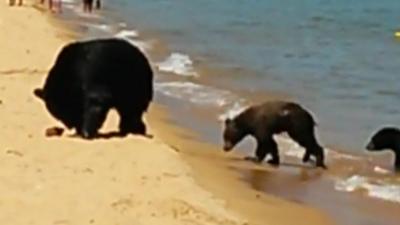 Bears in Lake Tahoe