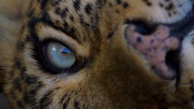 Close-up on the eye and nose of leopard lying down