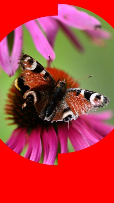 A peacock butterfly sits on an echinacea flower