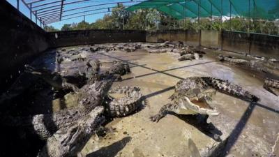 Crocodile farm