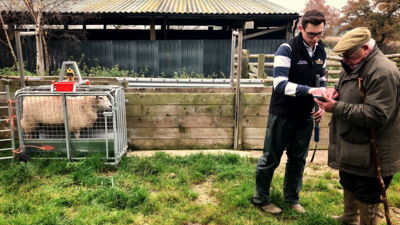 Will Roobottom weighing sheep with granddad Graham