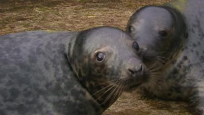 Grey seal pup twins R2-D2 and C-3PO