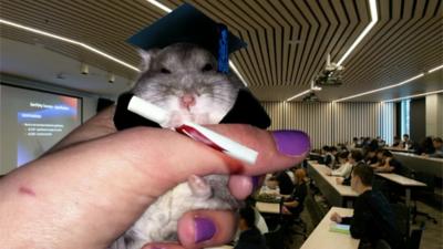 Frankie the hamster