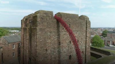 Poppies