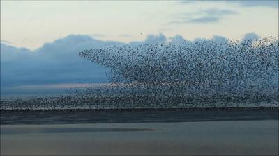 Knot in murmuration at RSPB Snettisham