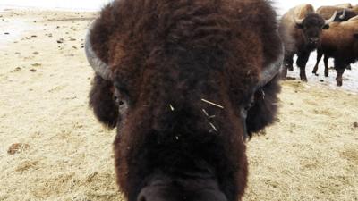 While filming a video about bison in western Canada, a BBC video journalists was surrounded by the curious beasts.