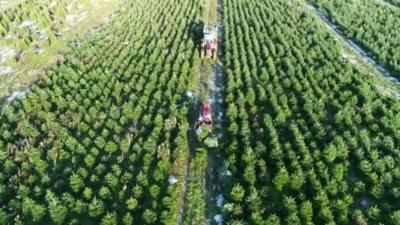 A Christmas tree farm