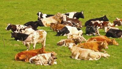 Cows in a field