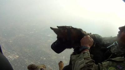 A skydiving dog