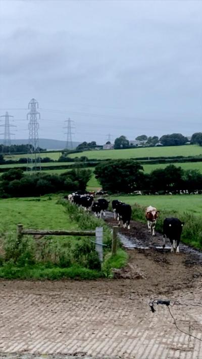 Cows in a paddock