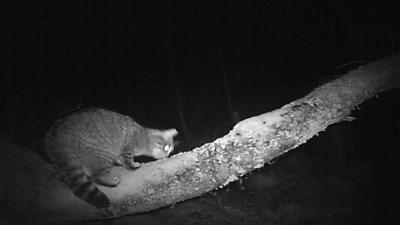 Scottish wildcat