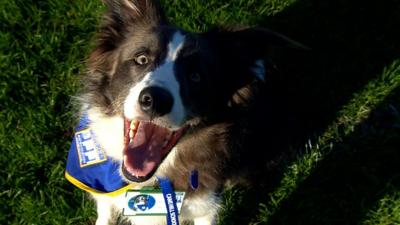 Barney the therapy dog