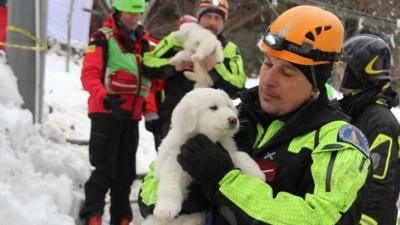 Emergency workers have rescued three puppies from the hotel destroyed by an avalanche in central Italy.