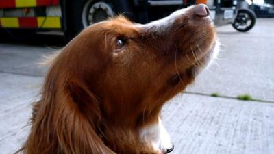 Close up profile image of Fizz the fire detecting dog outside in front of a fire engine.