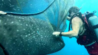 Diver pulls net off trapped whale shark