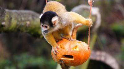 Monkey-with-pumpkin.