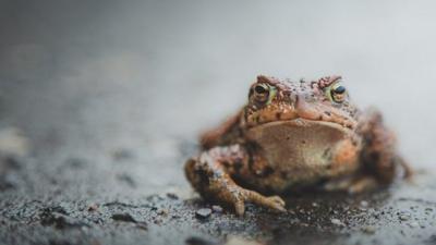 Frog sat in a road