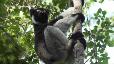 Lemur