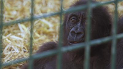 a-baby-gorilla