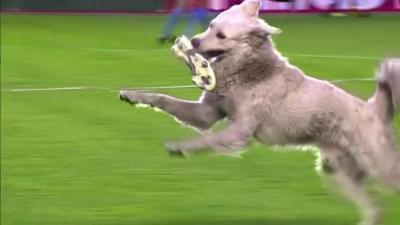 dog football pitch bolivia