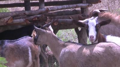 Zambia goats