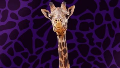 Why do giraffes have long necks?