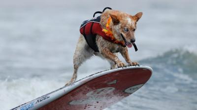 A surfing dog.