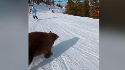 Bear on ski slopes