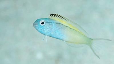 Fang blenny (c) Richard Smith/OceanRealmImages.com