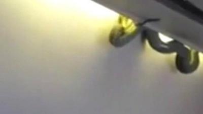 Snake on plane