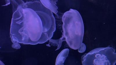 Jellyfish