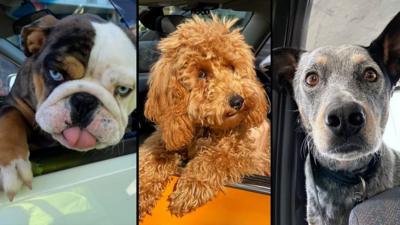 Three dogs hanging out car windows