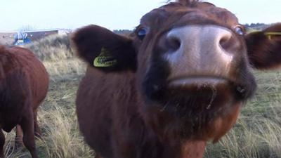 Cow