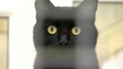 A rescued cat inside one of the animal cages at Coventry Cat Group