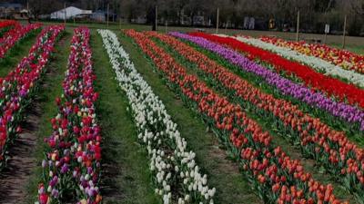 Tulips at Tulleys Farm in West Sussex