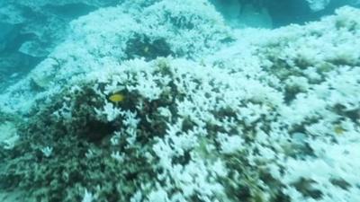 Japan's Coral Reefs are dying